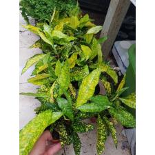 Codiaeum Gold Sun 12 сm pot