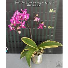 Phal. Chia E Yenlin (variegata & 2 eyes) 2.5'' B32 octob