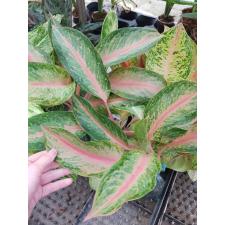 Aglaonema Lokbay - long leaves A-82