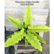 Philodendron 'Golden Crocodile