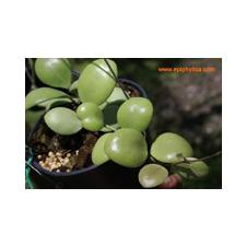 Hoya sp. (GPS-7731)(S.8) EPC-656