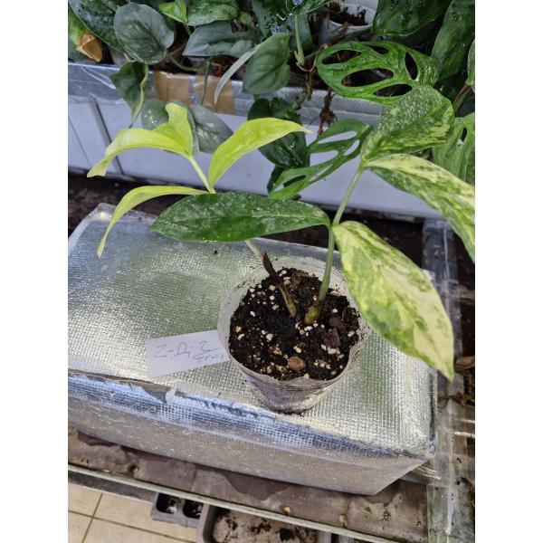 Zamioculcas zamiifolia variegated (big leaf)(yellow var) pot Д-2