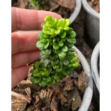 Aglaia odorata Dwarf (S) 4