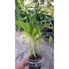 Zamioculcas Zamiifolia 'zamicro' в 10 см горшке