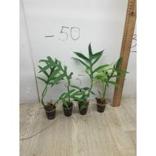 PHILODENDRON DISTANTILOBUM CINDERELLA 