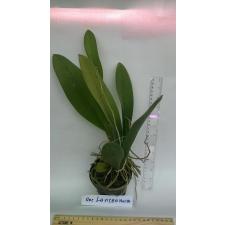 Онцидиум ланцеанум / Oncidium Lanceanum