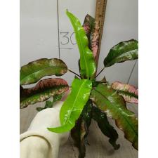 Codiaeum (T08) Chao Loke 70