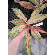 Aglaonema Pink Vanilla (green form 38