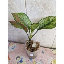 Aglaonema sp 6 - 500p