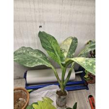 Dieffenbachia Hongsaa variegated S 4  2500р