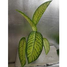 dieffenbachia sp lemon tropic  950p