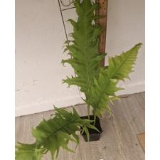 Микросорум сп Африка / Microsorum sp. Africa pot