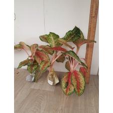 Aglaonema 10 Karat A-1