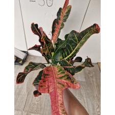 Codiaeum Phak Dee (Special) 79/1