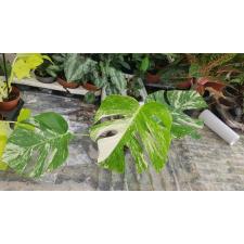 monstera deliciosa variegata от 5 листьев 12 cm pot