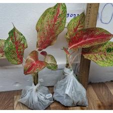 Аглаонема Лайнамтонг / Aglaonema Lainamtong A-52