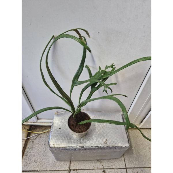 Pyrrosia longifolia ‘Crestata M 