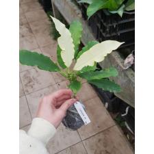 Codiaeum Ben Vergara 80