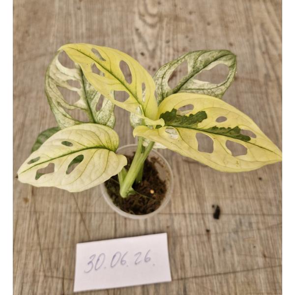 Монстера адансонии варегатная Минт / Monstera adansonii variegated Mint