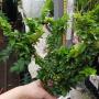 Triphasia trifolia (Lime Berry)(Japan)