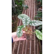 Alocasia Silver Dragon pot  2.5"