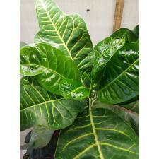 Codiaeum Tri Noosara 79 (L)