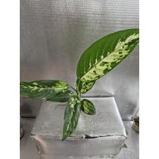 Dieffenbachia seguine Aurora стакан Д 900p