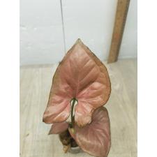 Syngonium Orm Nak (thick leaf) (pink form)