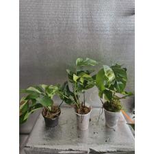 Monstera 'Mini' variegated стакан Д 
