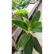 Aglaonema sp Kanchana 12 cm pot
