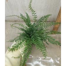 Asplenium thunbergii 29