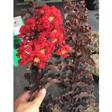 Lagerstroemia indica (red flower and black leaf) 451