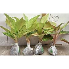 Аглаонема Фрозен / Aglaonema Frozen A-26