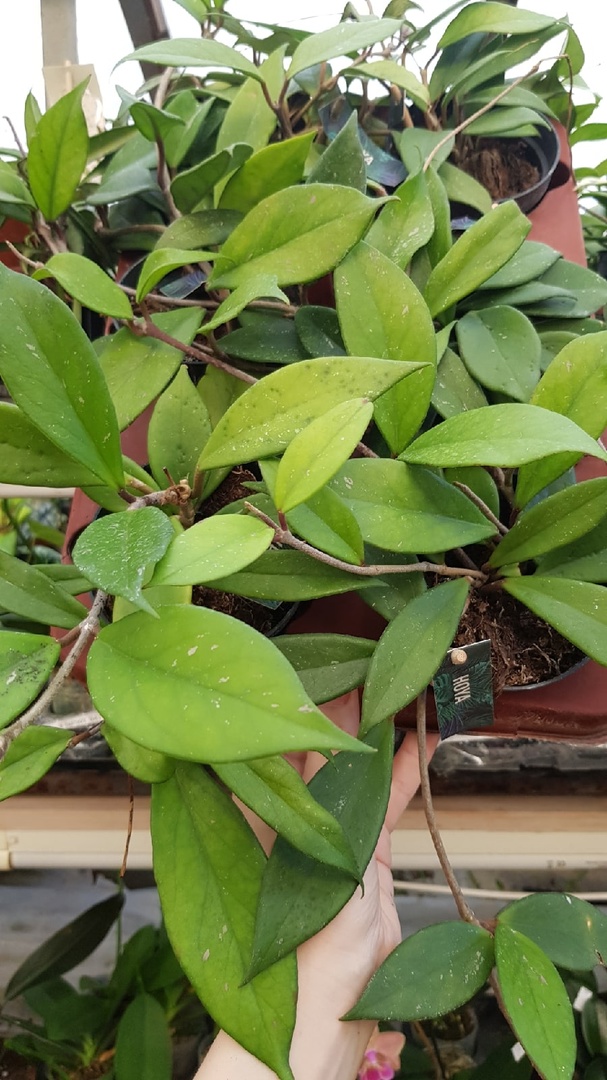 Hoya pubicalyx cv. Royal Hawaiian Purple 10 cm pot