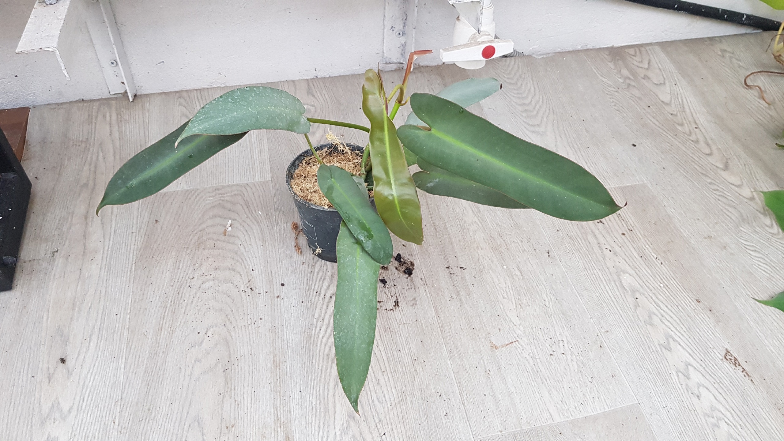Philodendron atabapoense sp pot