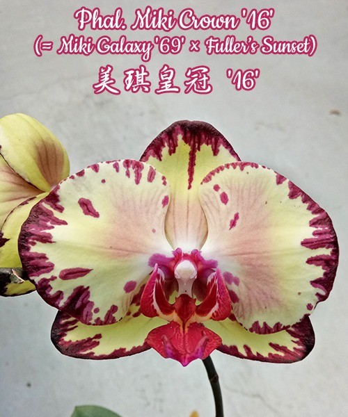 Phal. Miki Crown '16' SM/TOGA 2.5" B2 June
