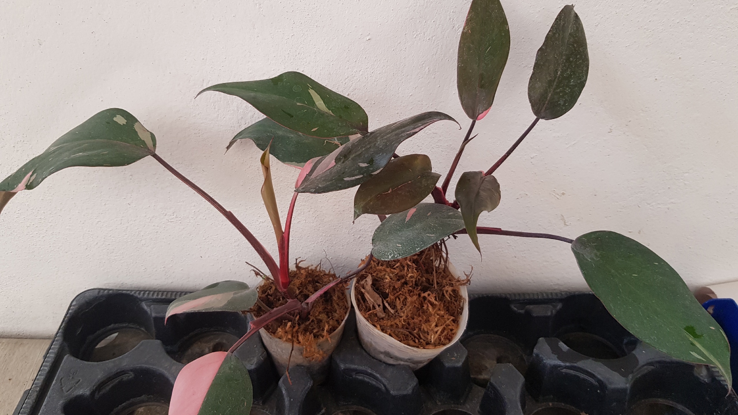 philodendron pink queen pot 1100p