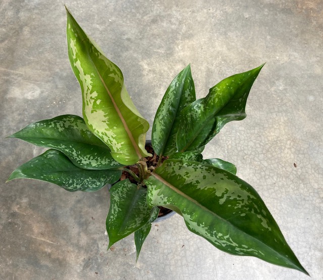 Aglaonema Chatra Mongkol (big leaf)(green form).