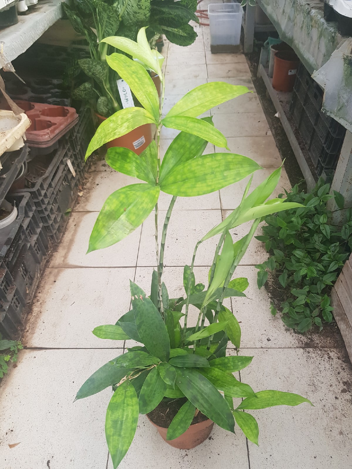 Dracaena Surculosa 17 cm pot