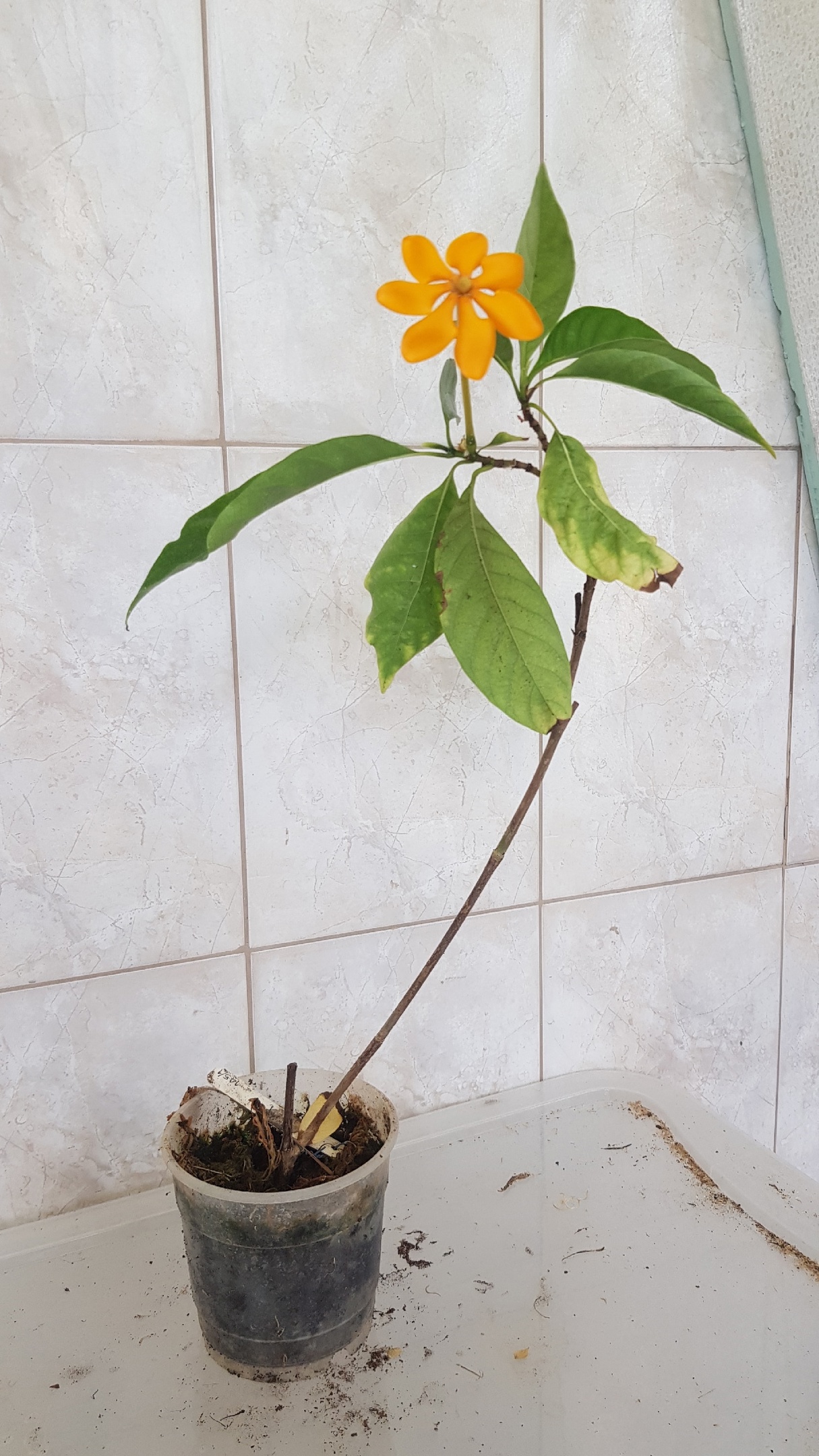 Gardenia thailandica 145/1 pot
