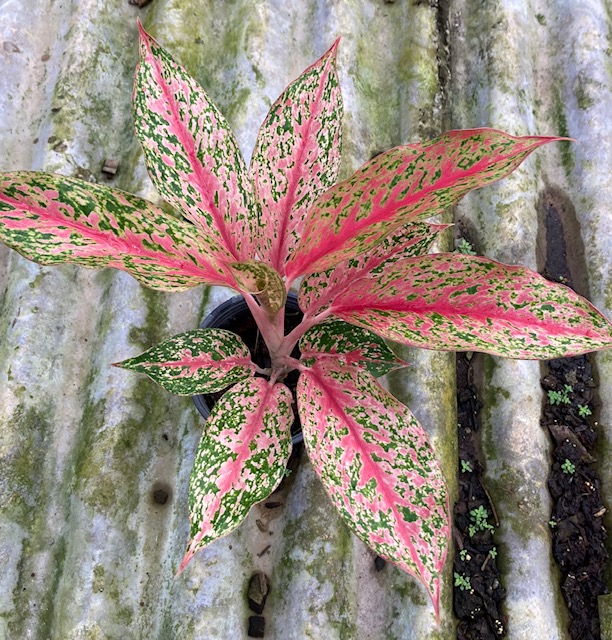 Aglaonema ‘Butterfly’ (Pink).