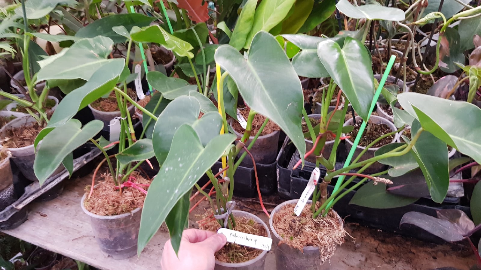 Philodendron corcovadense  pot 1200р