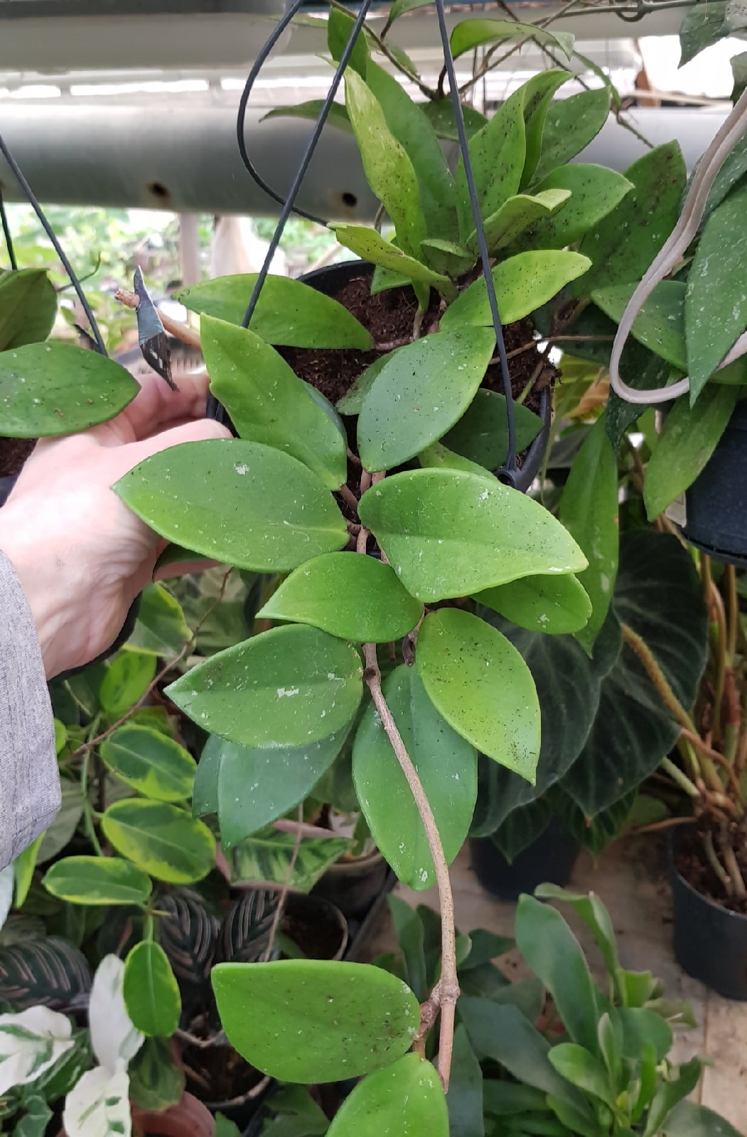 Hoya Carnosa подвес 15 cm