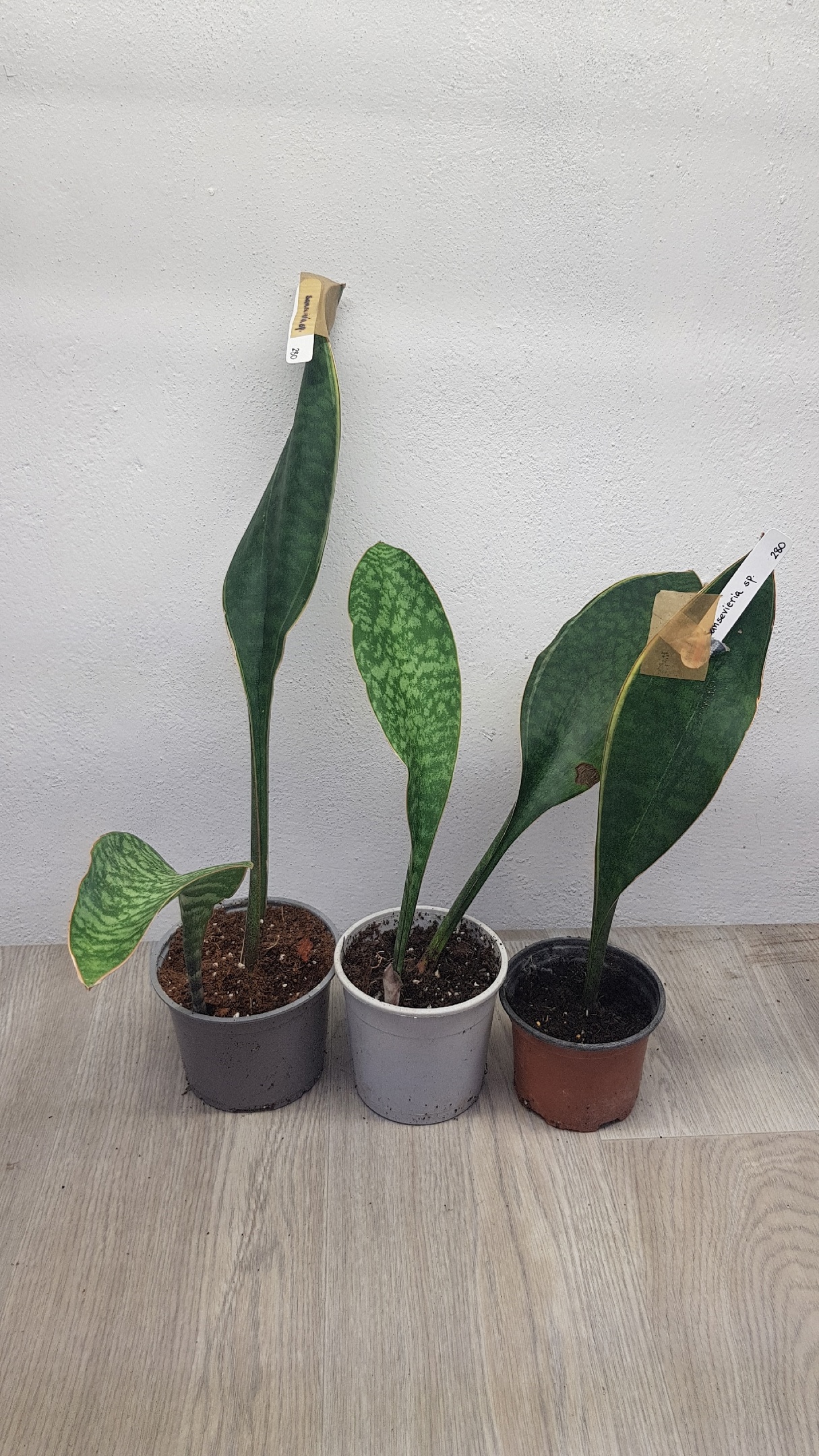 Sansevieria masoniana variegata (T12) (1 leaf) 280