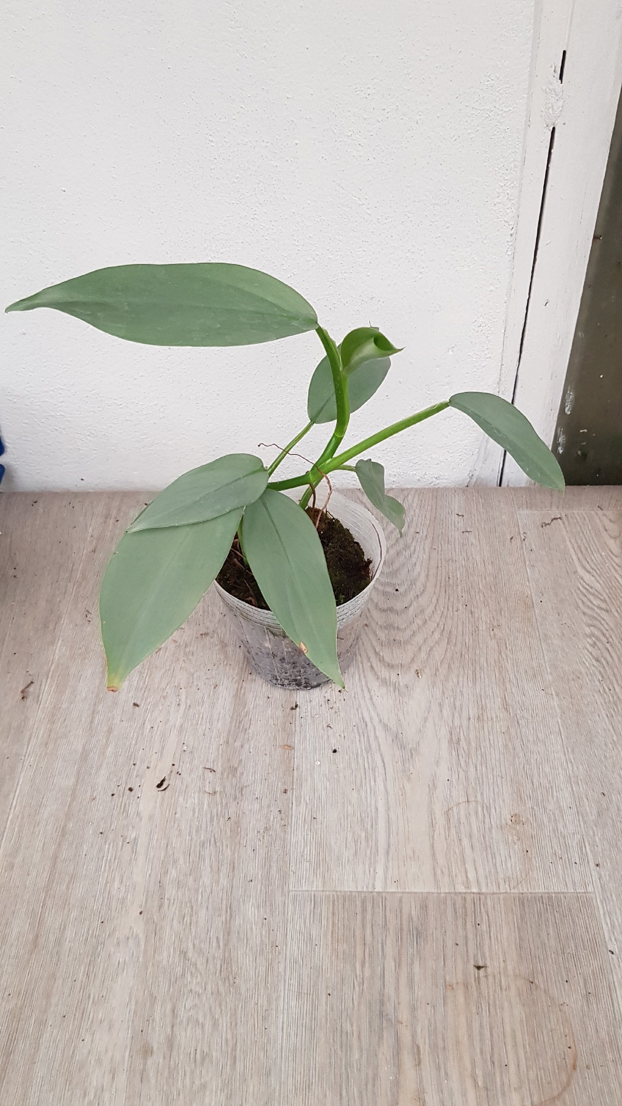 Philodendron Silver Queen 550p