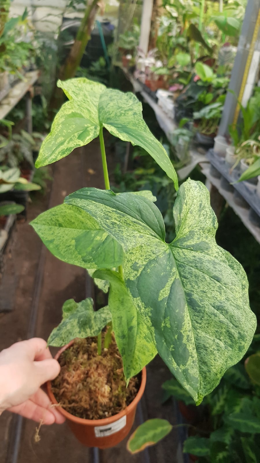 Syngonium podophyllum 'Mojito'  pot